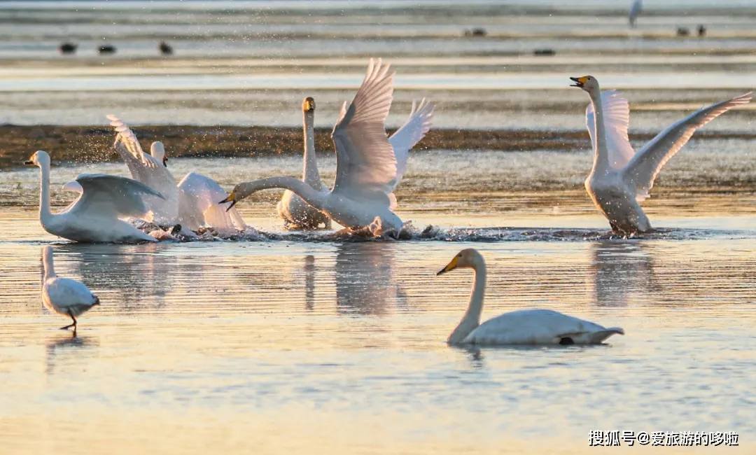 冬日精灵出没山东!又是一年候鸟季,画面美翻了! 冬日精灵出没山东!又是一年候鸟季,画面美翻了!
