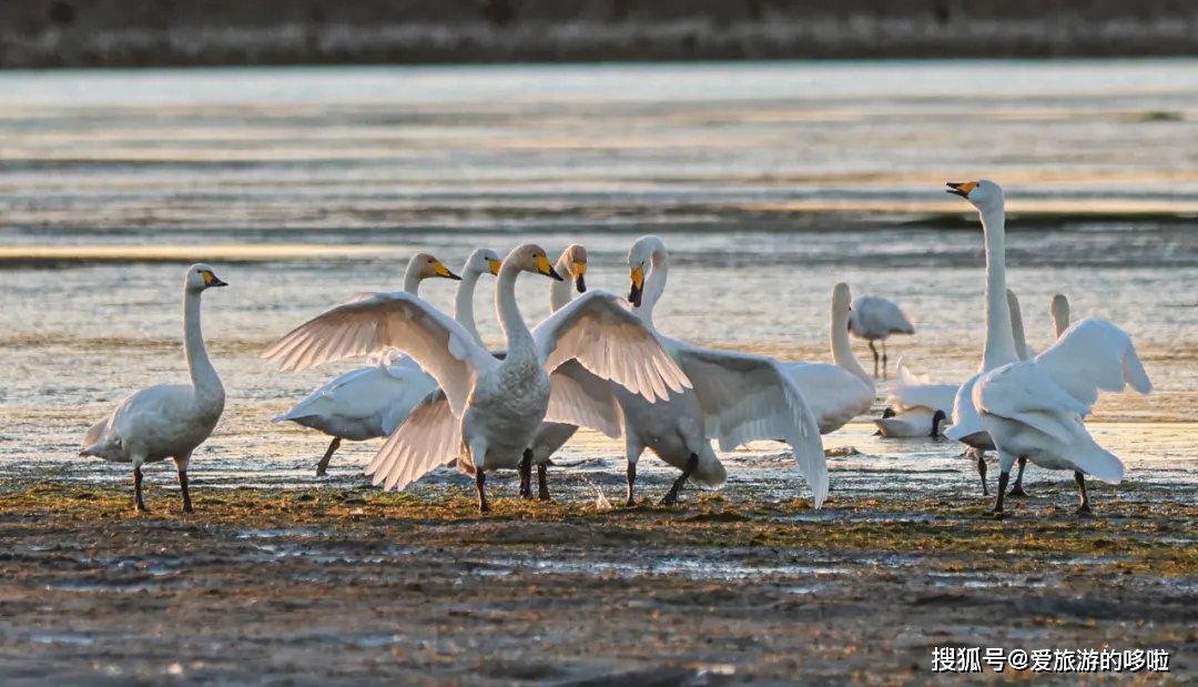 冬日精灵出没山东!又是一年候鸟季,画面美翻了! 冬日精灵出没山东!又是一年候鸟季,画面美翻了!