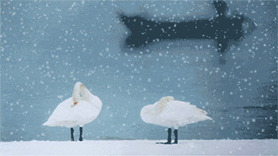 冬日精灵出没山东!又是一年候鸟季,画面美翻了! 冬日精灵出没山东!又是一年候鸟季,画面美翻了!