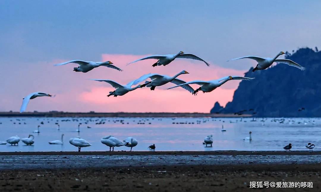 冬日精灵出没山东!又是一年候鸟季,画面美翻了! 冬日精灵出没山东!又是一年候鸟季,画面美翻了!
