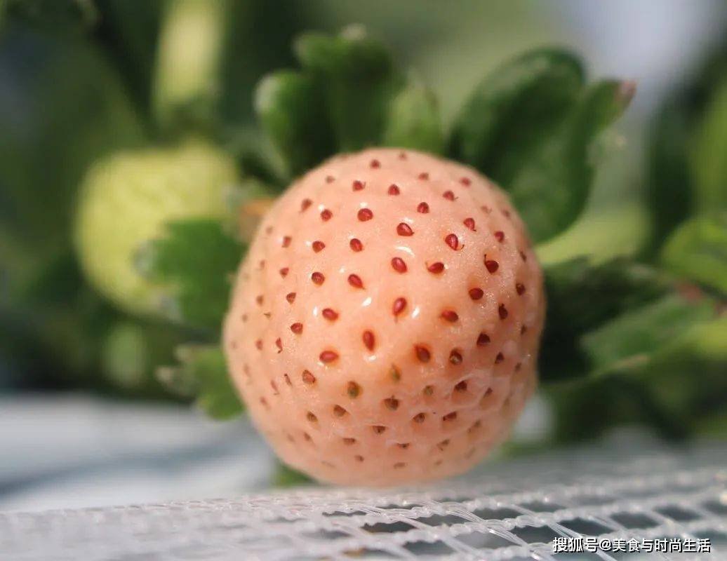 1天只出品300个面包!日本这家面包店究竟如何做到的 1天只出品300个面包!日本这家面包店究竟如何做到的