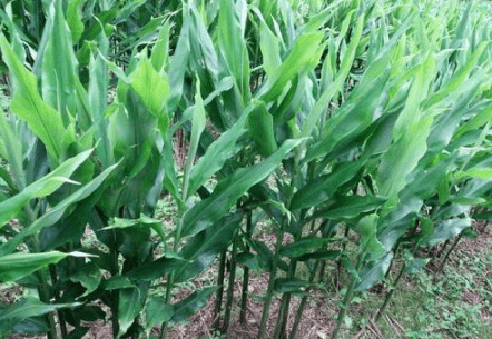 原创南方1种野菜，叶子似生姜，我国很少人吃，出口日本被称亚洲人参