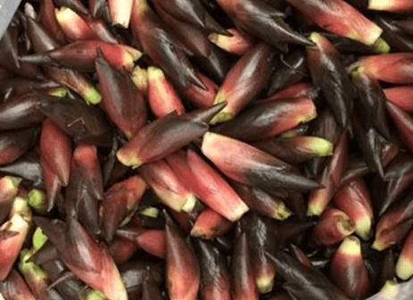 原创南方1种野菜,叶子似生姜,我国很少人吃,出口日本被称亚洲人参 原创南方1种野菜,叶子似生姜,我国很少人吃,出口日本被称亚洲人参