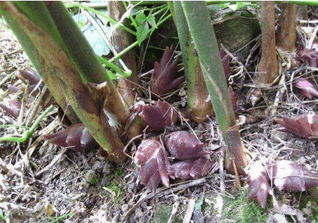 原创南方1种野菜,叶子似生姜,我国很少人吃,出口日本被称亚洲人参 原创南方1种野菜,叶子似生姜,我国很少人吃,出口日本被称亚洲人参