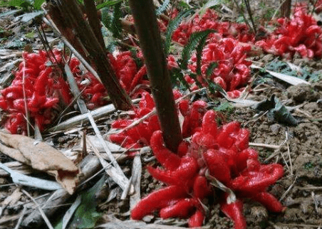 原创南方1种野菜,叶子似生姜,我国很少人吃,出口日本被称亚洲人参 原创南方1种野菜,叶子似生姜,我国很少人吃,出口日本被称亚洲人参