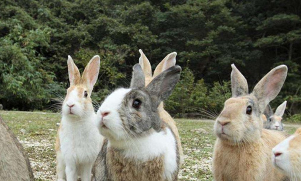 原创四川人1年吃掉近3亿只兔!澳大利亚近百亿只兔,吃也解决不了? 原创四川人1年吃掉近3亿只兔!澳大利亚近百亿只兔,吃也解决不了?