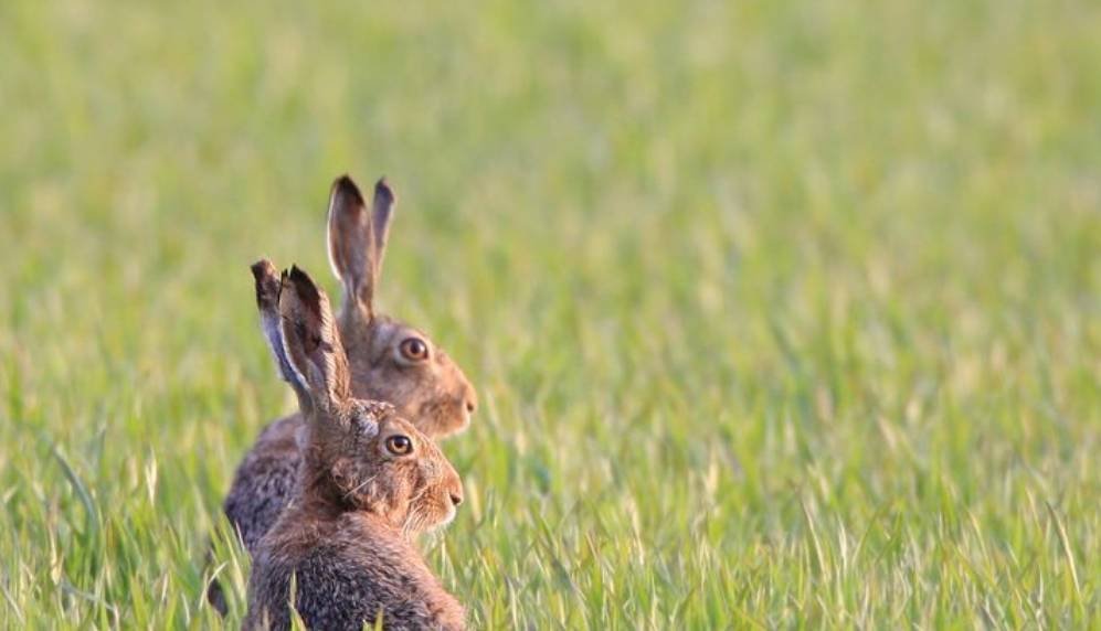 原创四川人1年吃掉近3亿只兔!澳大利亚近百亿只兔,吃也解决不了? 原创四川人1年吃掉近3亿只兔!澳大利亚近百亿只兔,吃也解决不了?