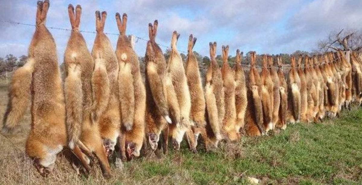 原创四川人1年吃掉近3亿只兔!澳大利亚近百亿只兔,吃也解决不了? 原创四川人1年吃掉近3亿只兔!澳大利亚近百亿只兔,吃也解决不了?