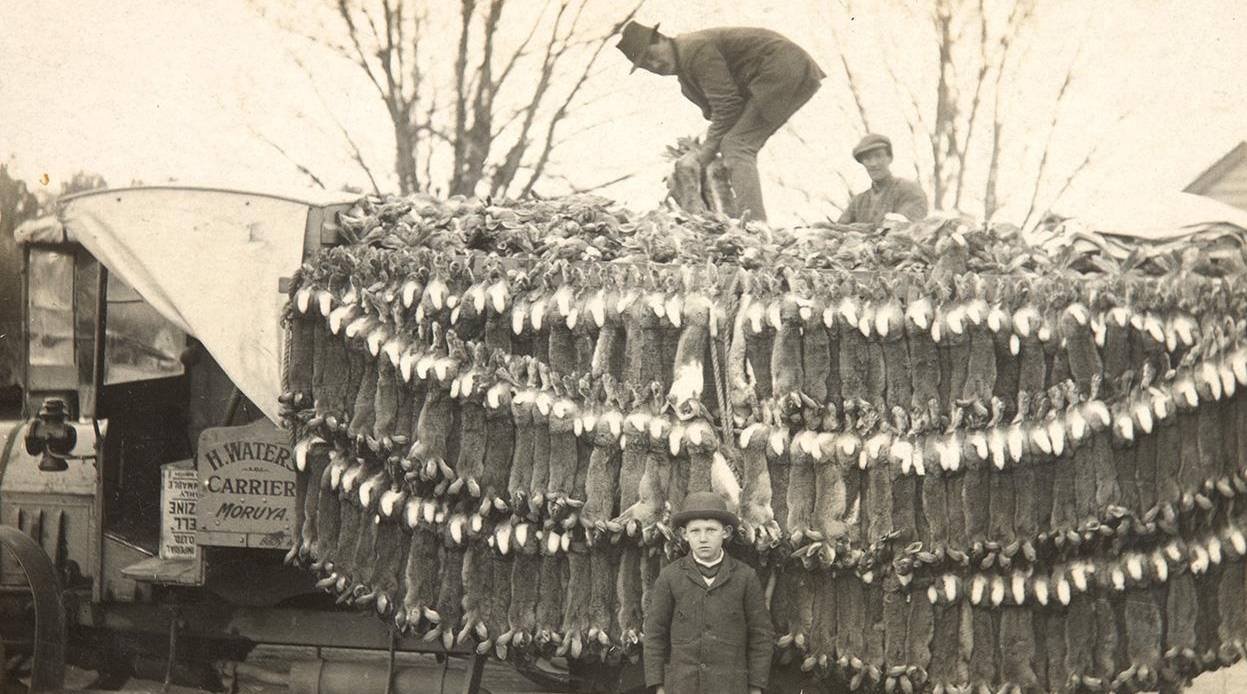 原创四川人1年吃掉近3亿只兔!澳大利亚近百亿只兔,吃也解决不了? 原创四川人1年吃掉近3亿只兔!澳大利亚近百亿只兔,吃也解决不了?