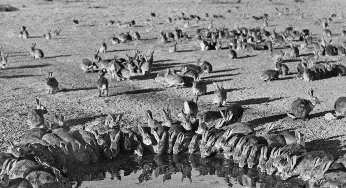 原创四川人1年吃掉近3亿只兔!澳大利亚近百亿只兔,吃也解决不了? 原创四川人1年吃掉近3亿只兔!澳大利亚近百亿只兔,吃也解决不了?