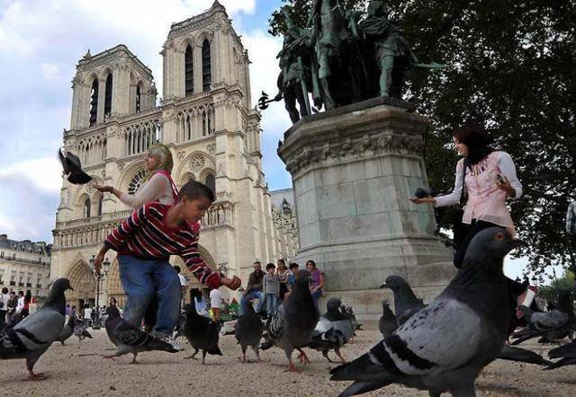 原创为什么去欧洲旅游，导游提醒一定不要喂鸽子？不听就吃大亏了