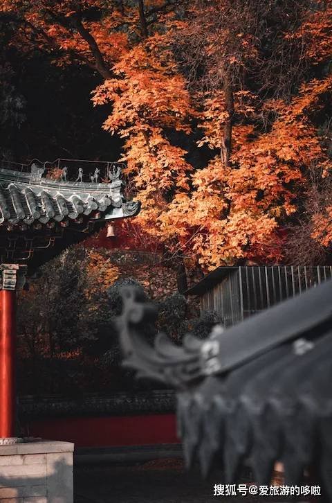 北国最有韵味的老城，十里银杏火上热搜！济南，请你秋天来！