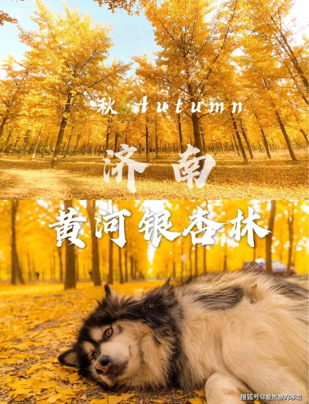 北国最有韵味的老城，十里银杏火上热搜！济南，请你秋天来！