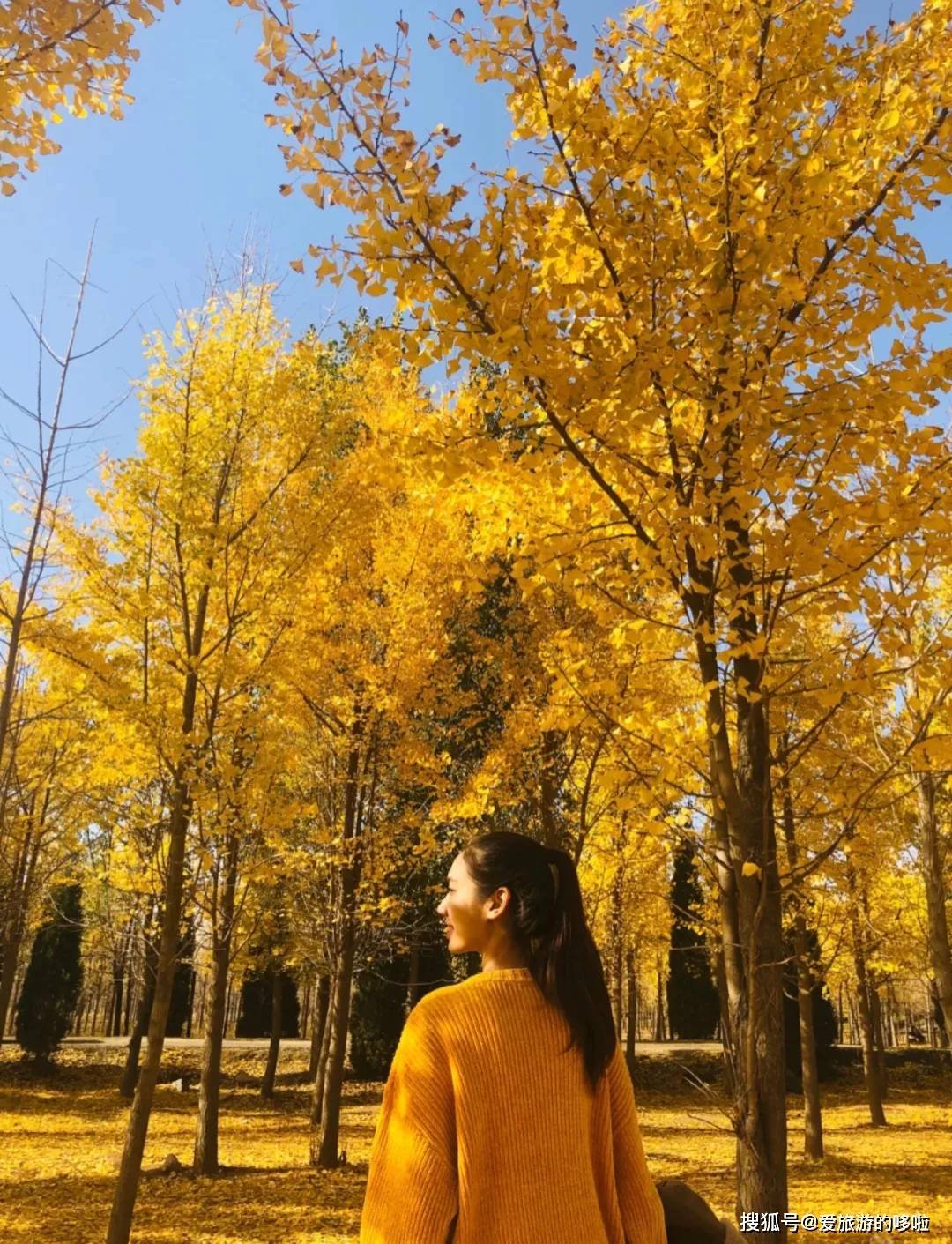 北国最有韵味的老城，十里银杏火上热搜！济南，请你秋天来！