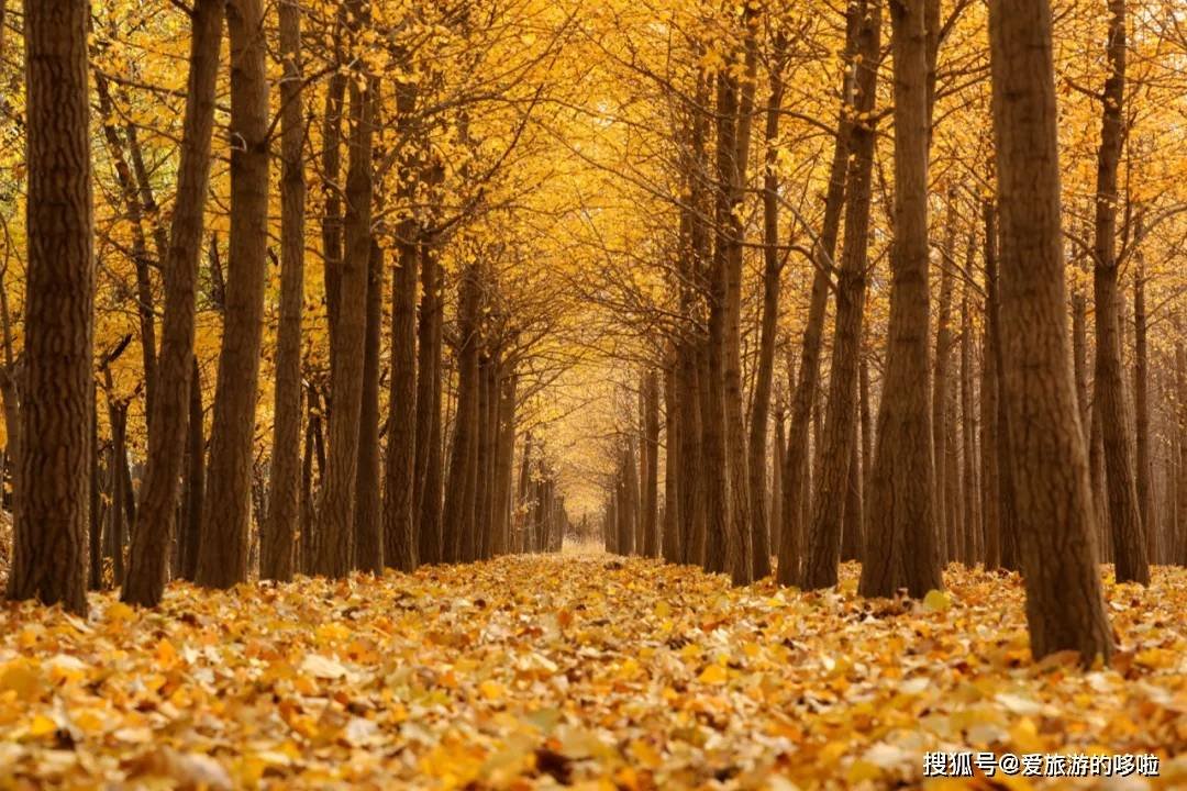 北国最有韵味的老城，十里银杏火上热搜！济南，请你秋天来！