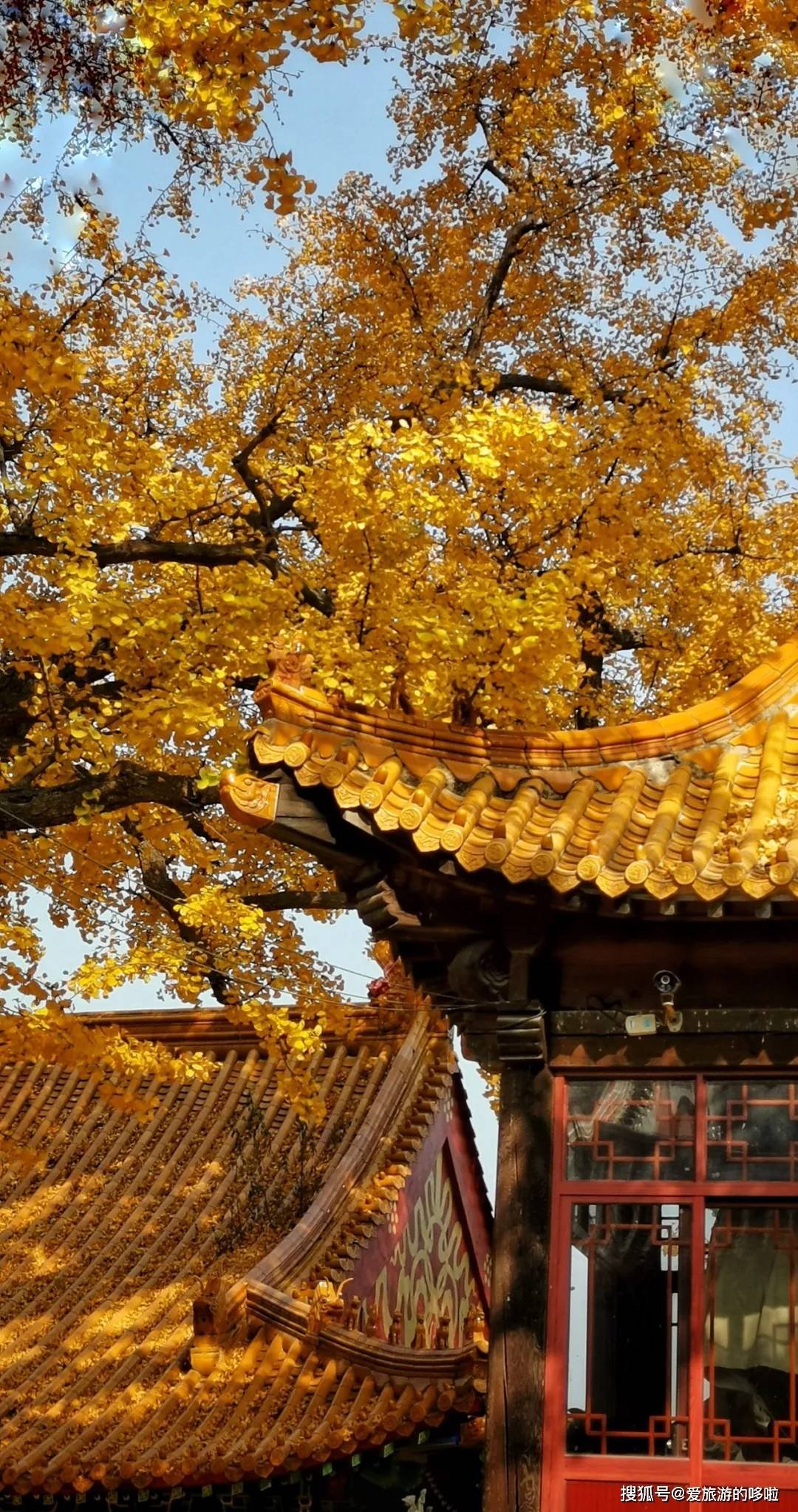 北国最有韵味的老城，十里银杏火上热搜！济南，请你秋天来！