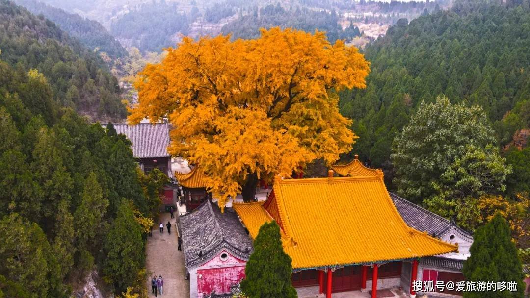 北国最有韵味的老城，十里银杏火上热搜！济南，请你秋天来！