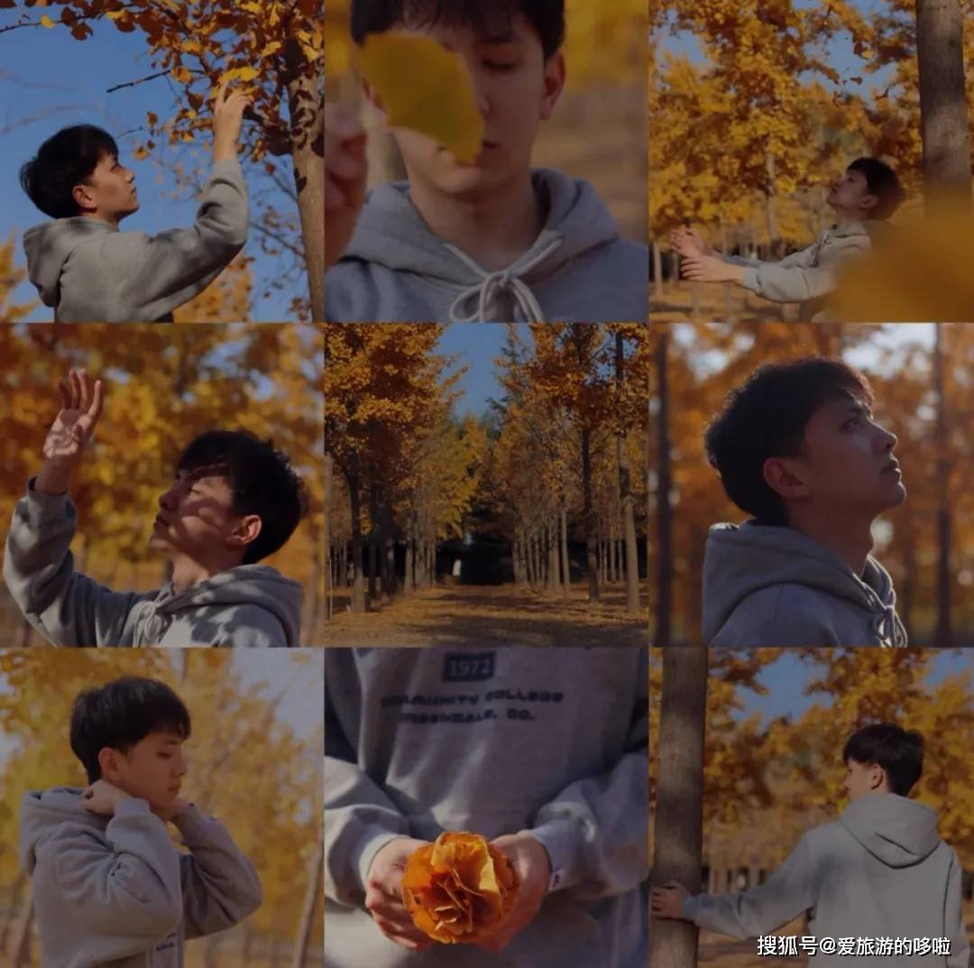 北国最有韵味的老城，十里银杏火上热搜！济南，请你秋天来！