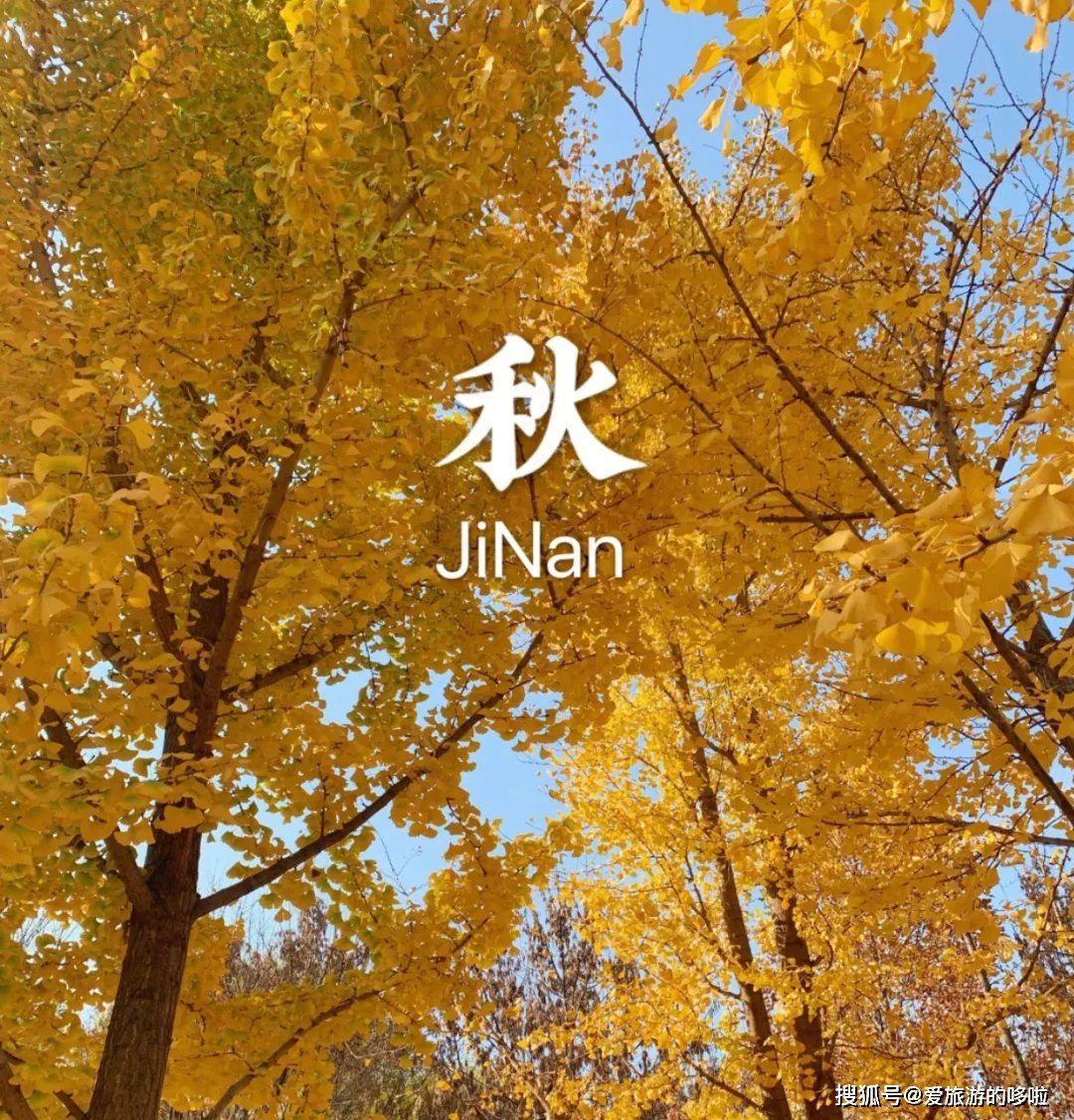 北国最有韵味的老城，十里银杏火上热搜！济南，请你秋天来！