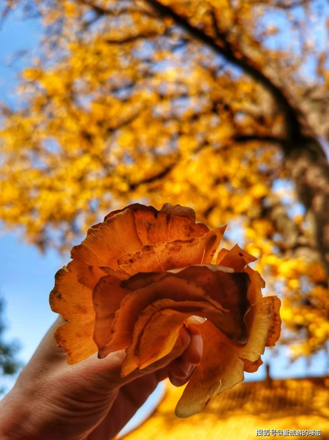 北国最有韵味的老城，十里银杏火上热搜！济南，请你秋天来！