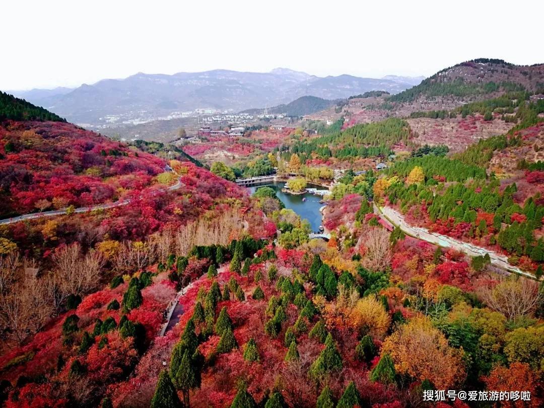 北国最有韵味的老城，十里银杏火上热搜！济南，请你秋天来！