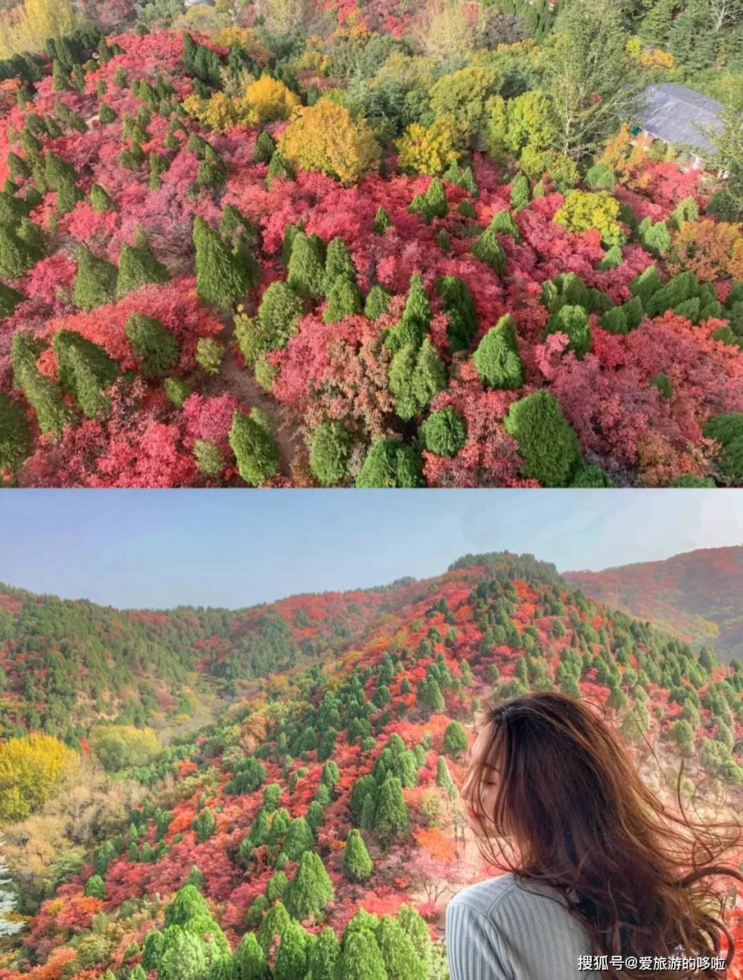 北国最有韵味的老城，十里银杏火上热搜！济南，请你秋天来！