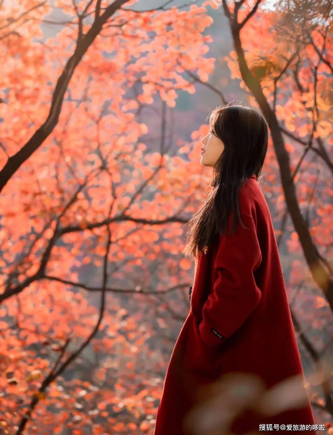 北国最有韵味的老城，十里银杏火上热搜！济南，请你秋天来！