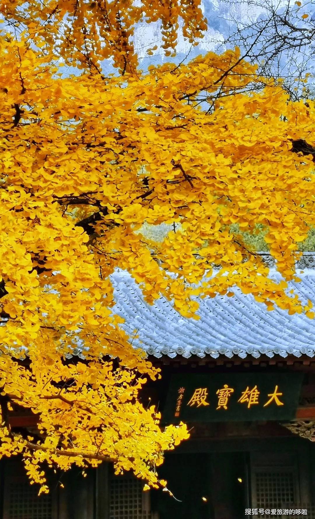 北国最有韵味的老城，十里银杏火上热搜！济南，请你秋天来！