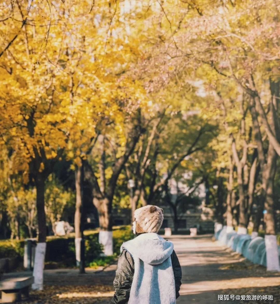 北国最有韵味的老城，十里银杏火上热搜！济南，请你秋天来！