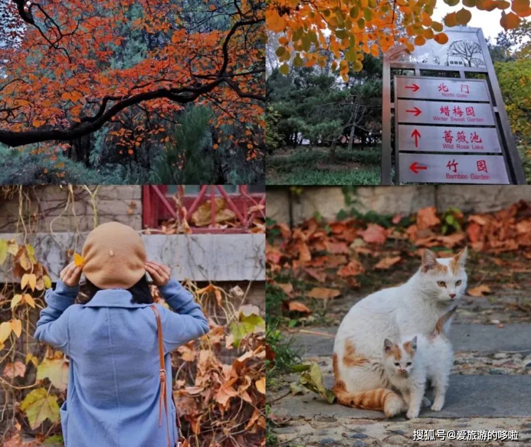 北国最有韵味的老城，十里银杏火上热搜！济南，请你秋天来！