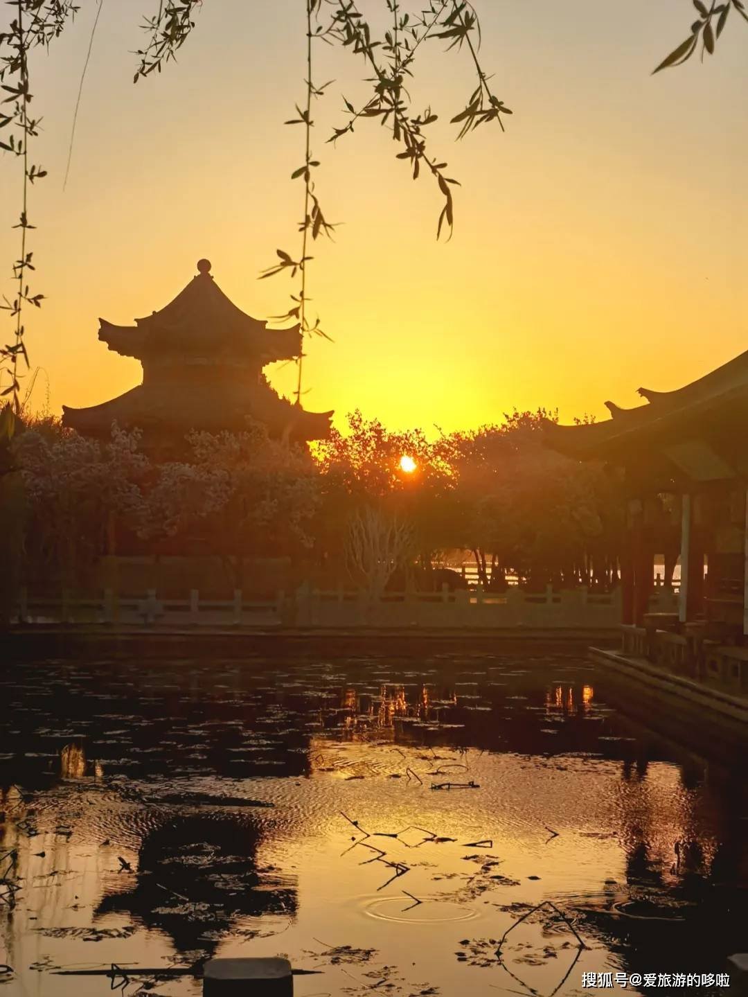 北国最有韵味的老城，十里银杏火上热搜！济南，请你秋天来！