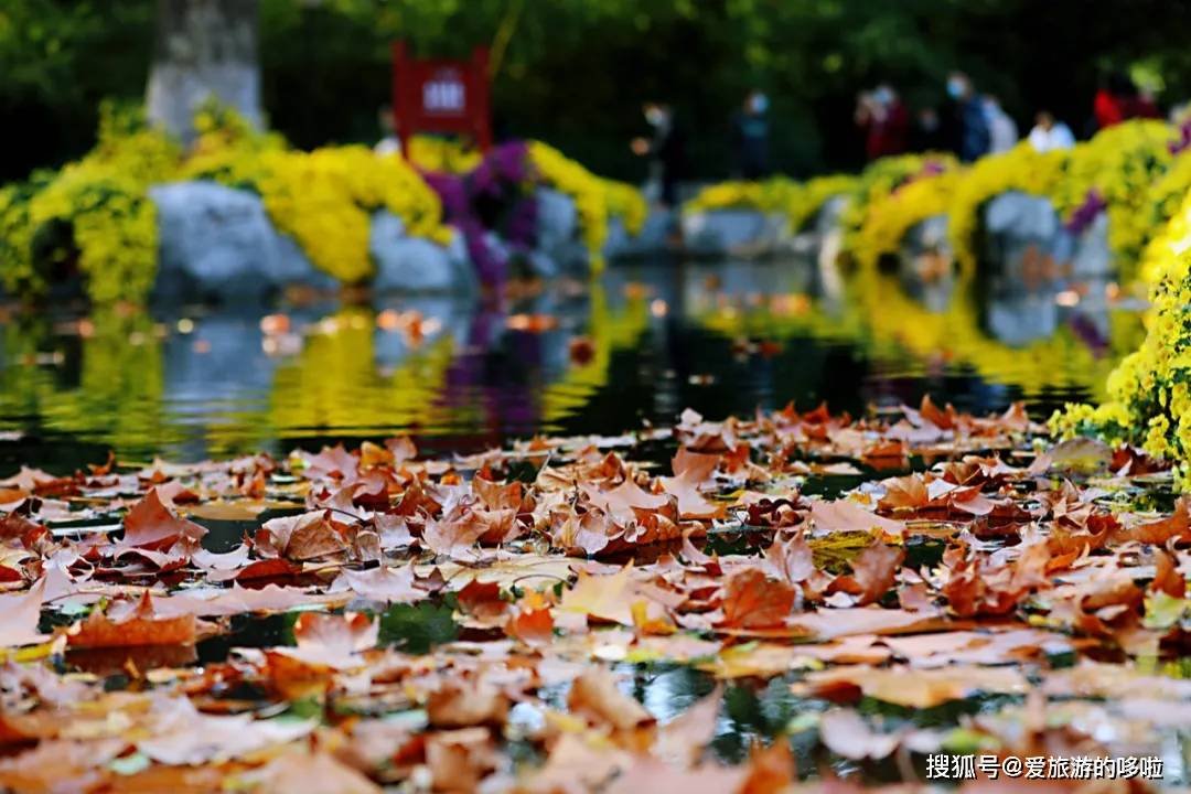 北国最有韵味的老城，十里银杏火上热搜！济南，请你秋天来！