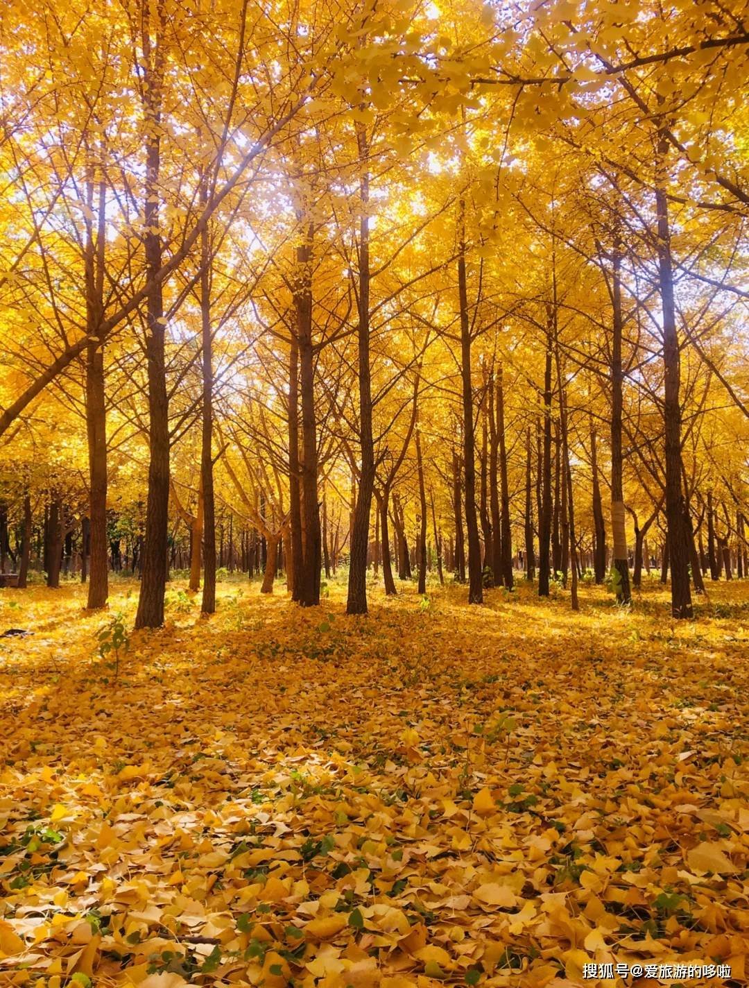 北国最有韵味的老城，十里银杏火上热搜！济南，请你秋天来！