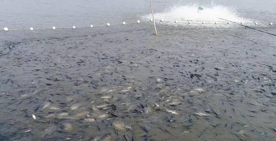 原创“罗非鱼王”！广东一男子夜钓收获巨型非洲鲫鱼，网友：真的吗？