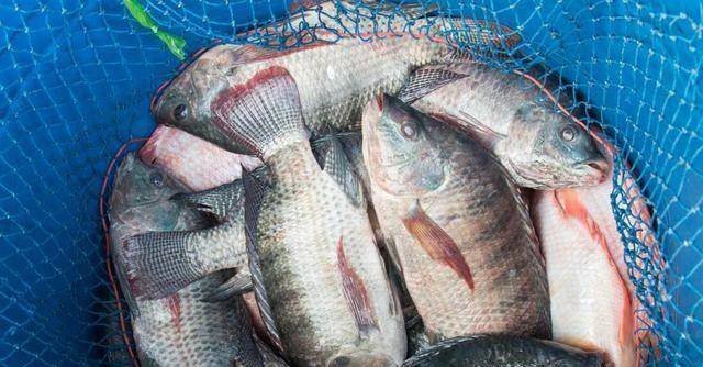 原创“罗非鱼王”！广东一男子夜钓收获巨型非洲鲫鱼，网友：真的吗？