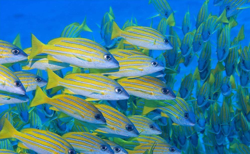 原创“罗非鱼王”！广东一男子夜钓收获巨型非洲鲫鱼，网友：真的吗？