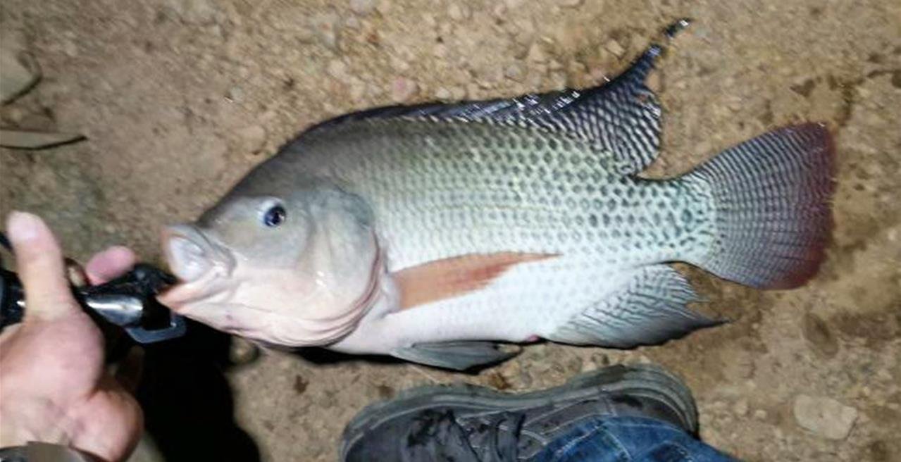 原创“罗非鱼王”！广东一男子夜钓收获巨型非洲鲫鱼，网友：真的吗？