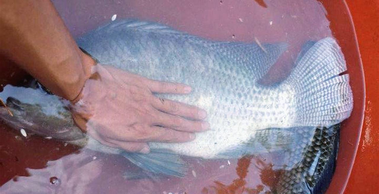 原创“罗非鱼王”！广东一男子夜钓收获巨型非洲鲫鱼，网友：真的吗？