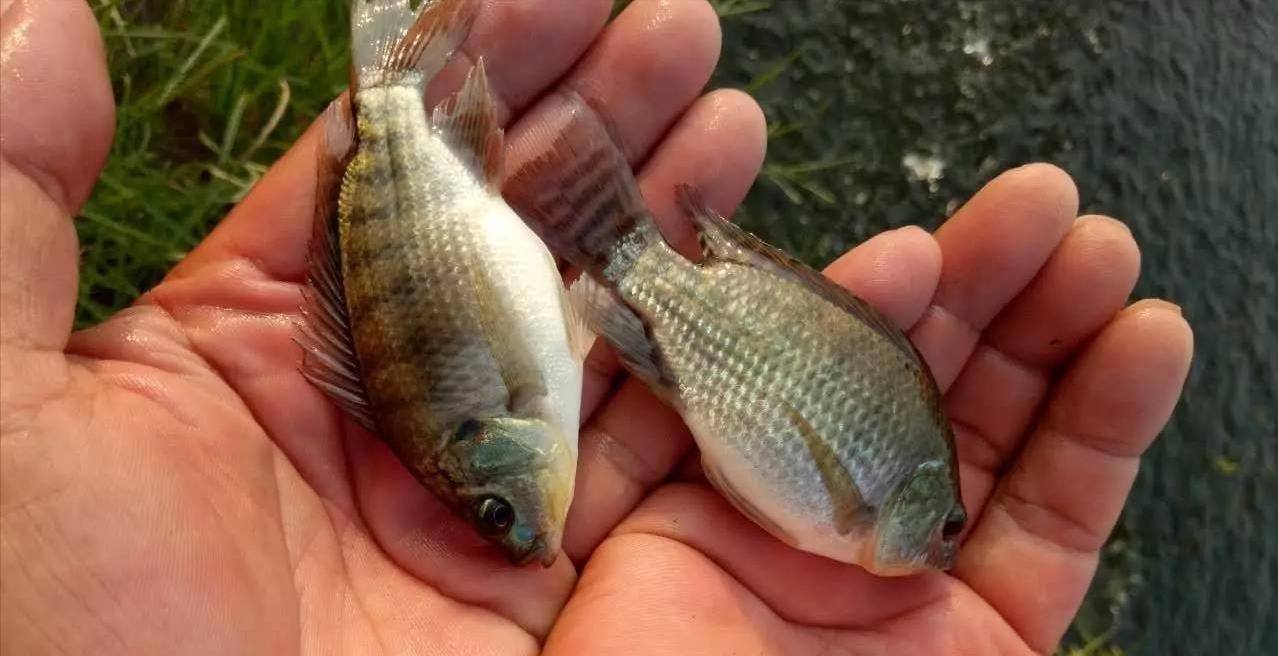 原创“罗非鱼王”！广东一男子夜钓收获巨型非洲鲫鱼，网友：真的吗？