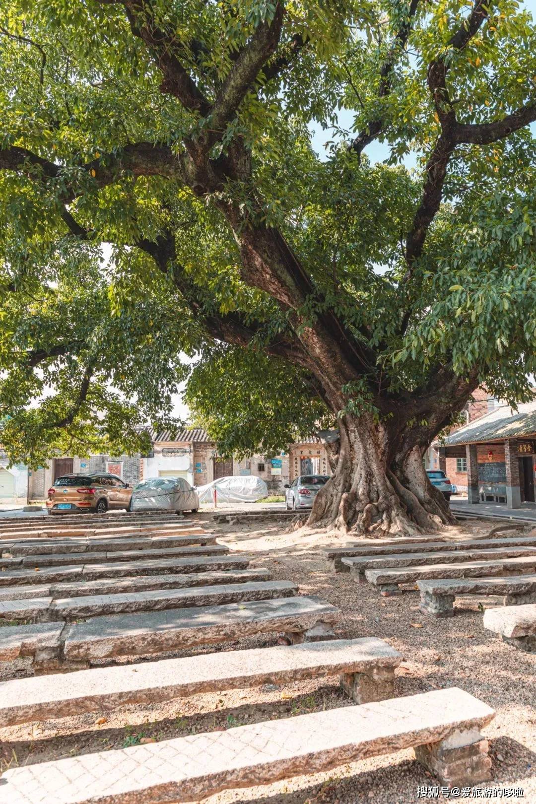 老广寻味法则：榕树头下必有美味！