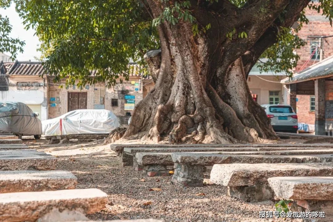 老广寻味法则：榕树头下必有美味！