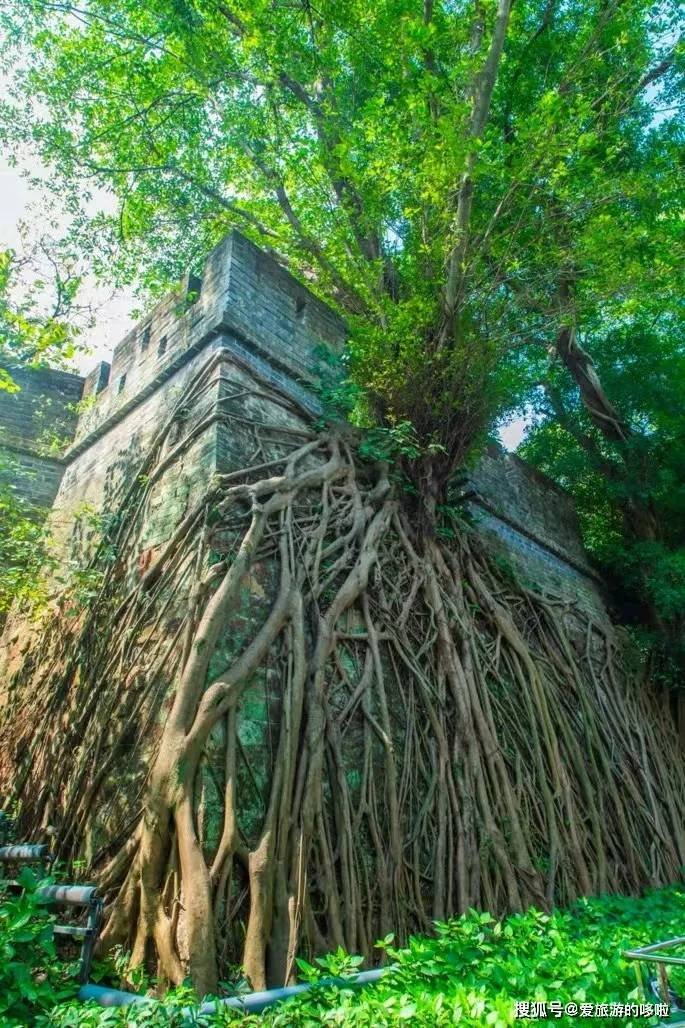 老广寻味法则：榕树头下必有美味！