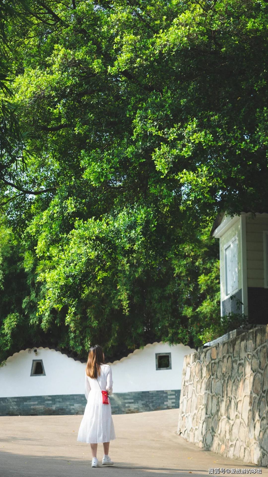 老广寻味法则：榕树头下必有美味！