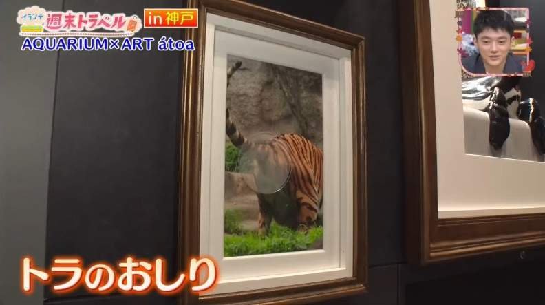 日本水族馆《体验企鹅屁股味道的装置》美少女闻了一下就原地升天了 日本水族馆《体验企鹅屁股味道的装置》美少女闻了一下就原地升天了