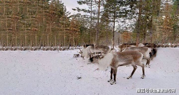 漠河找北必看攻略带你揭开漠河神秘面纱一路向北赏极光观极昼