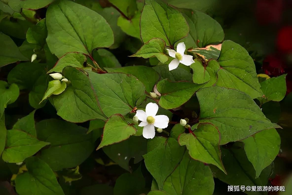 贵州美食品鉴，第一步就倒在了折耳根上