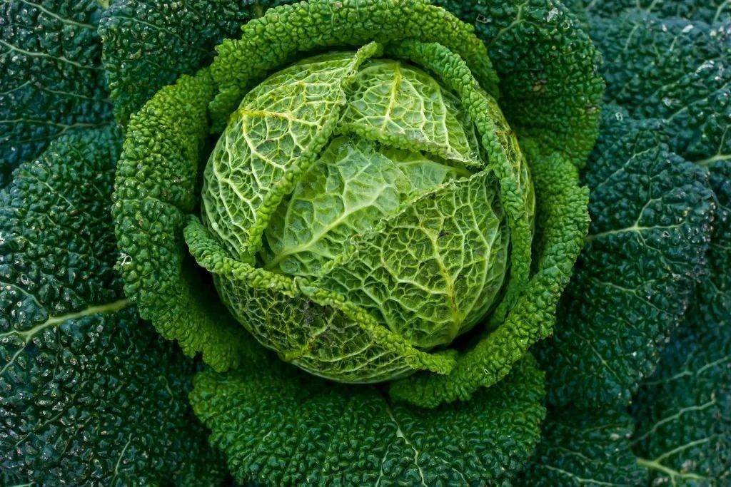 盘点欧洲菜市场那些奇怪的洋蔬菜