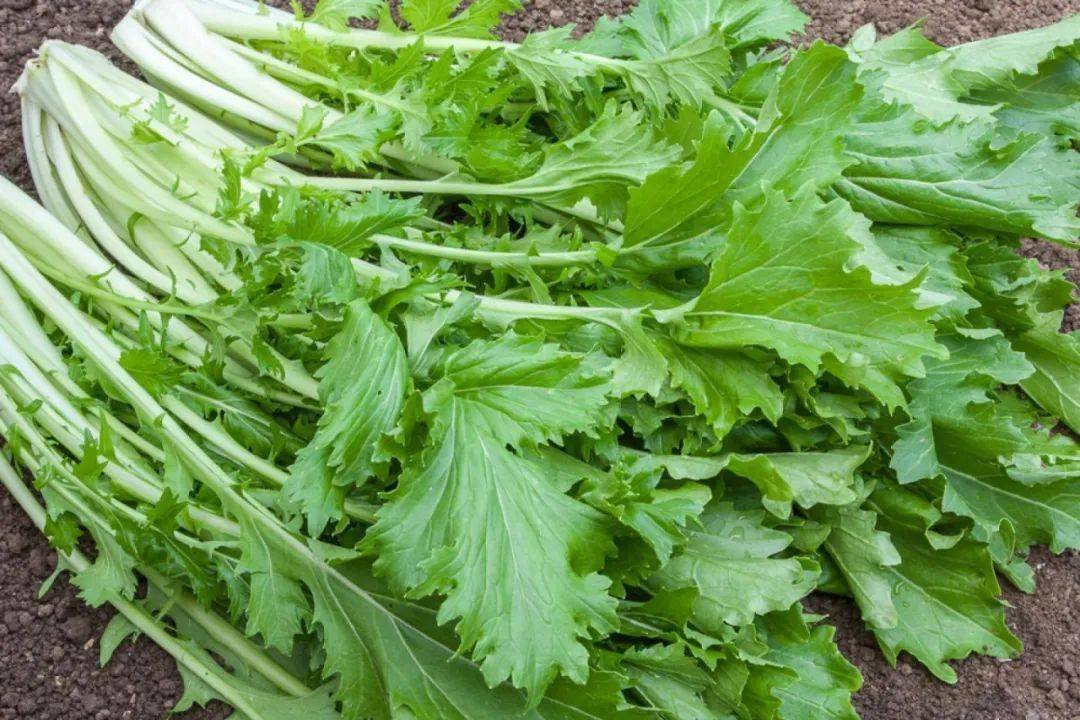 盘点欧洲菜市场那些奇怪的洋蔬菜