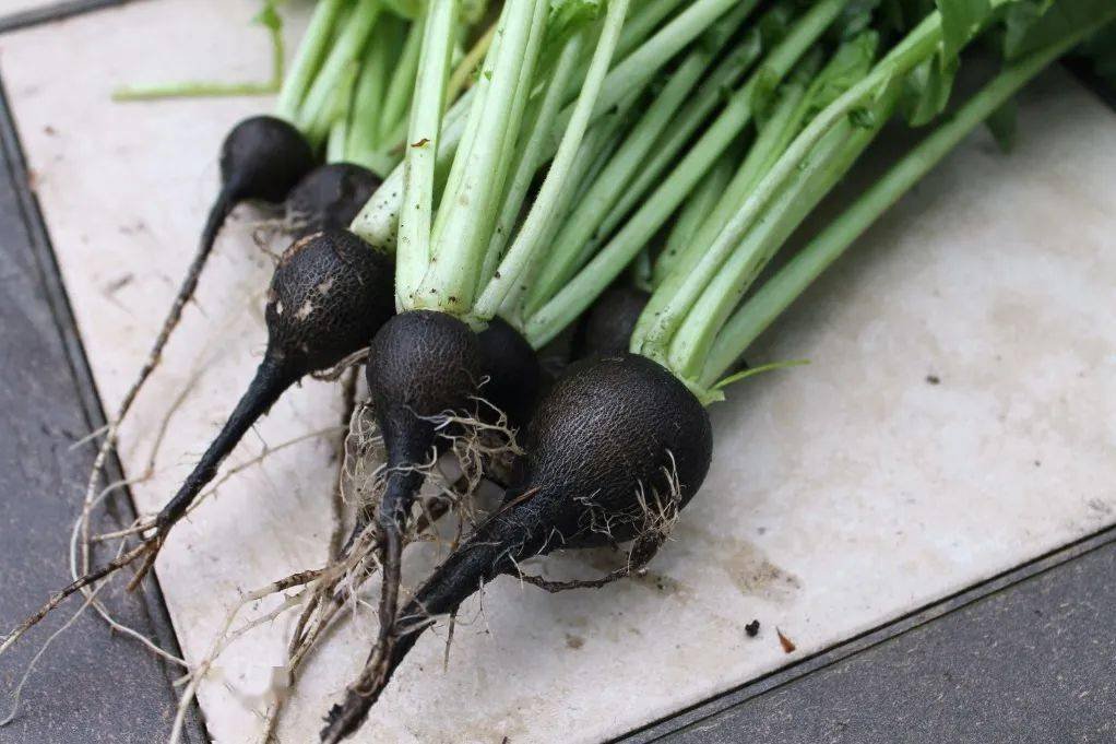 盘点欧洲菜市场那些奇怪的洋蔬菜