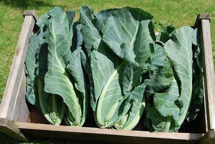 盘点欧洲菜市场那些奇怪的洋蔬菜